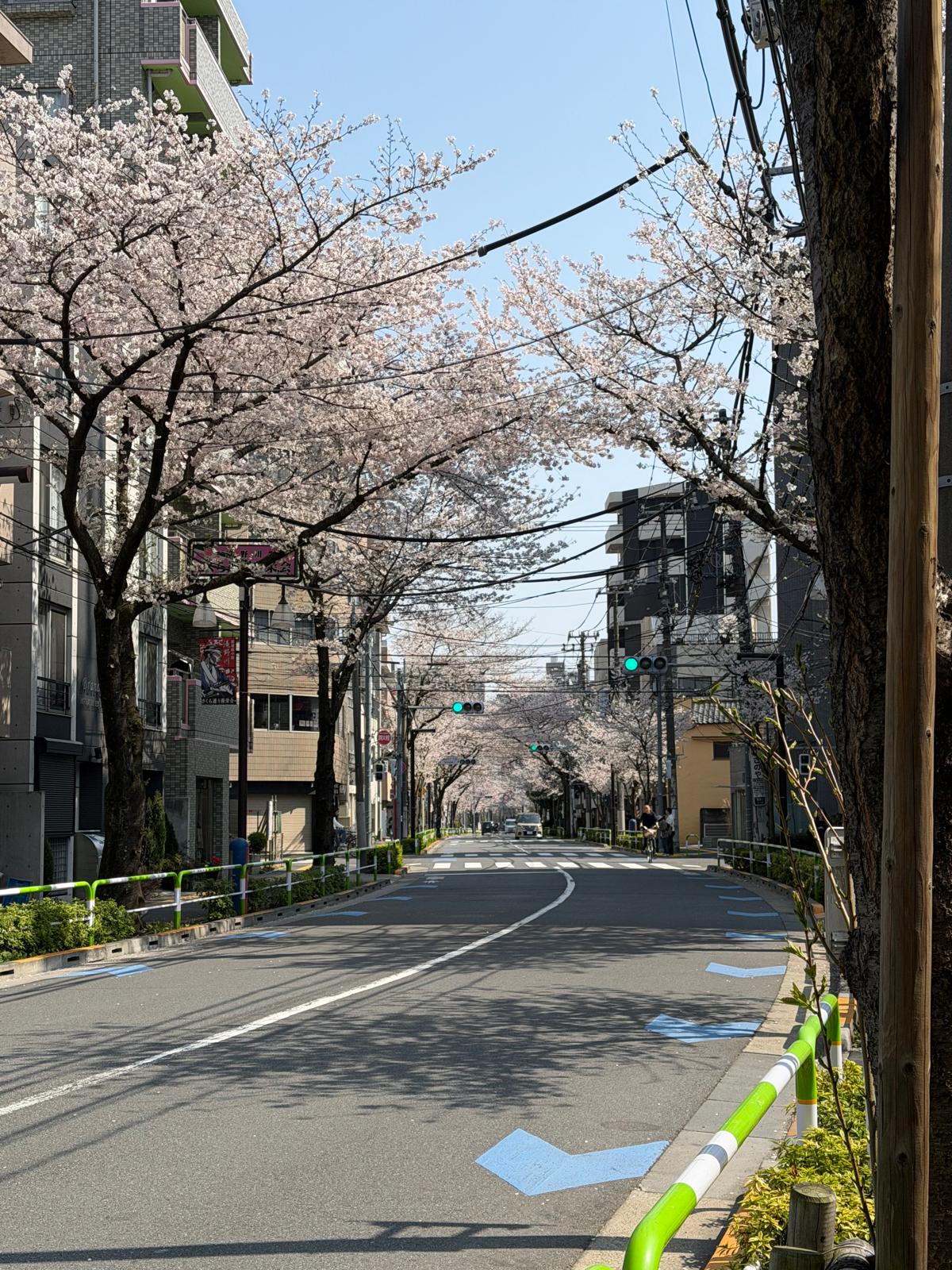Japanese Cherry Blossom